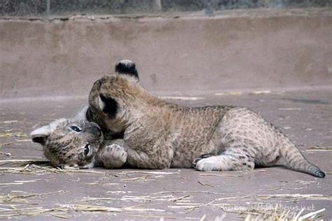 Lion Cub Love | Home With The Boys