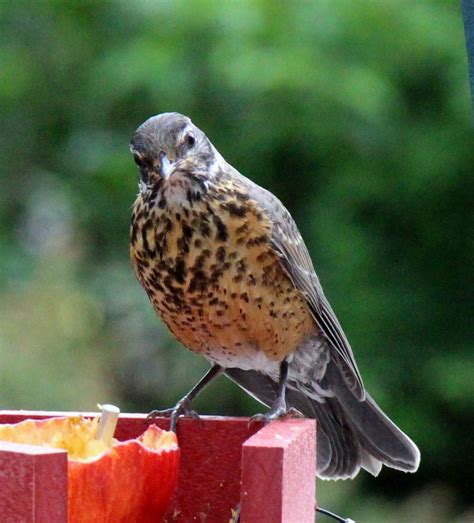 Juvenile American Robin - FeederWatch