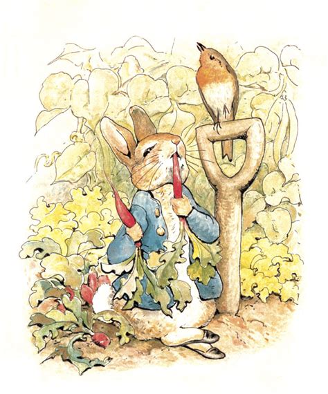 Peter Rabbit Children's Book Illustrations – TOKY