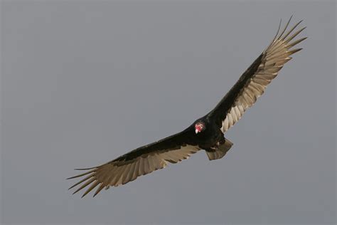 Vulture Symbolism & Meaning [Everything You Need to Know]