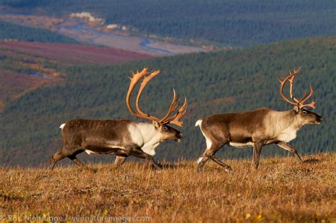 Caribou, Denali National Park | Photos by Ron Niebrugge