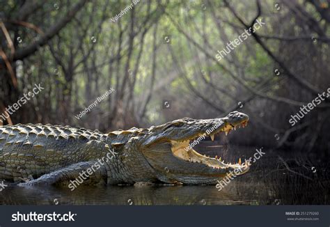 Large Crocodile National Park Sri Lanka Stock Photo 251279260 | Shutterstock