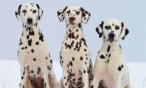 A Breed Of Dog With Spots