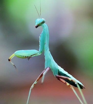 Blue Mantis Cool Insects, Bugs And Insects, Orchid Mantis, Stick Bug ...