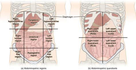 Gross Anatomy – Advanced Anatomy 2nd. Ed.