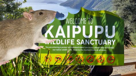 How a wildlife sanctuary accidentally trained rats to avoid traps - Predator Free NZ Trust