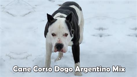 Dogo Argentino Cane Corso Mix