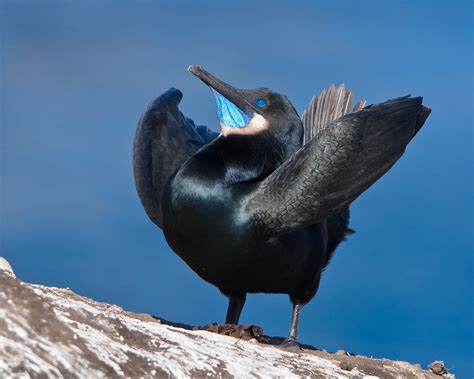 Zenfolio | Feather Light Photography | Avian courtship display