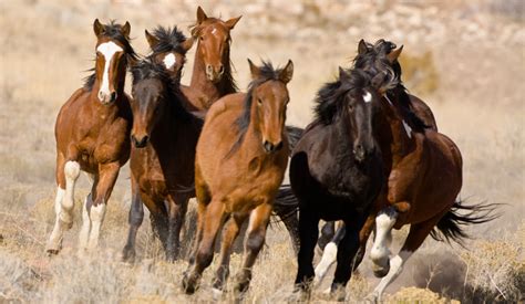 Wild Horses (poetry) - Old West Daily Reader