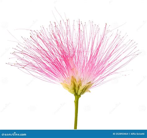 Pink silk tree flower stock photo. Image of stem, silky - 252892464