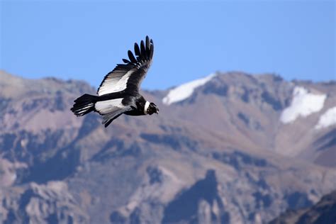 Andean Condor - Nature Travel Birding