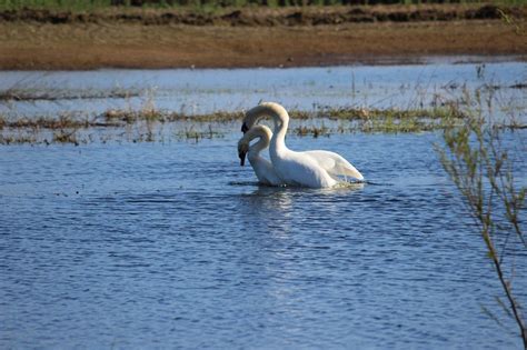 Do Swans Mate For Life? The Elegance of Everlasting Love - Animal Hype