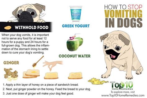 How to Stop Vomiting in Dogs | Top 10 Home Remedies