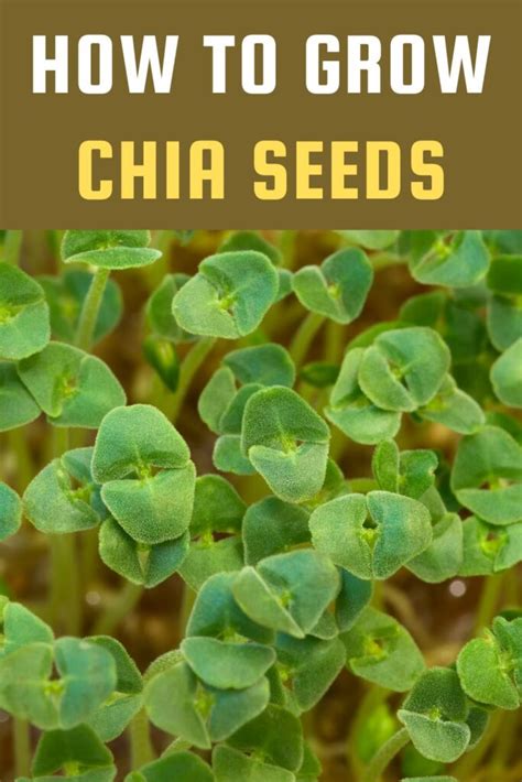 How to Grow Chia Seeds - Garden Beds