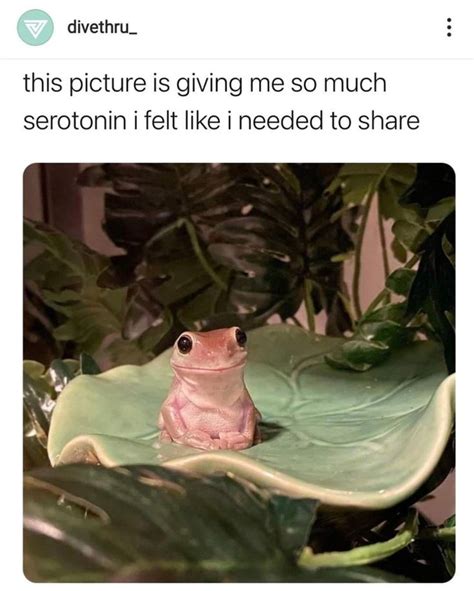 30+ Hoppity Wholesome Frog Memes To Lighten The Mood | Funny frogs, Pet ...