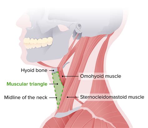 Supraclavicular Triangle