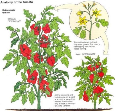 Here's the Difference Between Determinate and Indeterminate Tomatoes | Growing tomato plants ...