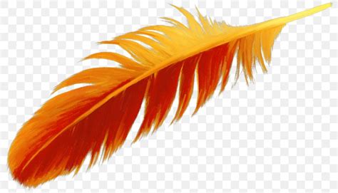 Feather Bird Drawing Clip Art, PNG, 800x470px, Feather, Bird, Color, Drawing, Orange Download Free