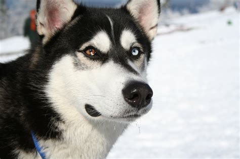 File:Siberian Husky bi-eyed Flickr.jpg - Wikipedia