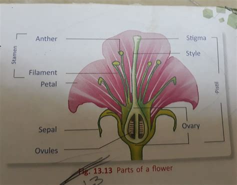 Male And Female Parts Of Hibiscus Flower / Parts of a Flowering Plant ...