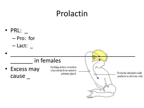 PPT - Pituitary gland PowerPoint Presentation, free download - ID:1930758