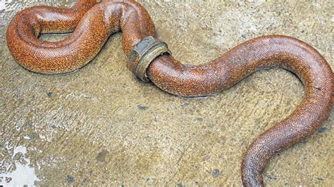 Red sand boa stuck in metal rings rescued from Delhi’s Uttam Nagar ...