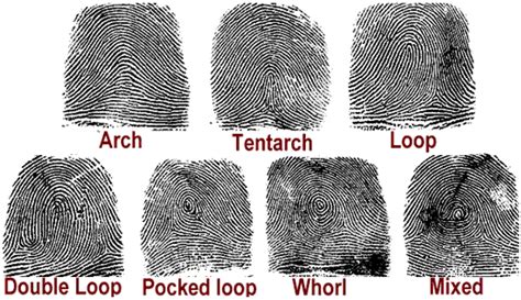 Saint Paul Police Historical Society — Origin of Finger Prints, What They Are and How Used