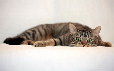 gray tabby cat lying on white textile #cat #animals #1080P #wallpaper # ...