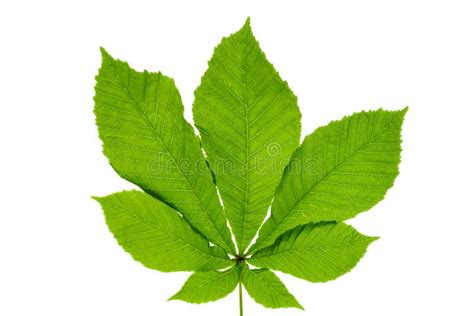 Buckeye or Horse Chestnut Green Leaves Stock Photo - Image of green ...