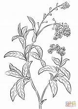 Forget Me Not coloring Page  Free Printable Coloring Pages sketch template