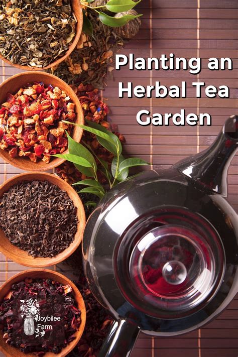 Planting an Herbal Tea Garden that Thrives in Zone 3