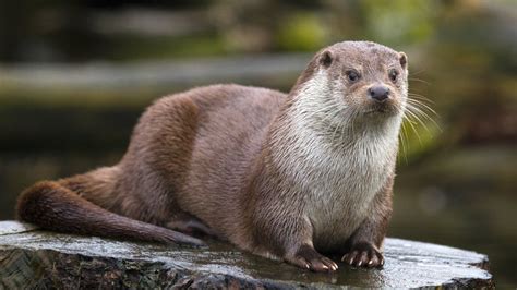 River otters traveling along the dry creek | Texas Backyard Wildlife