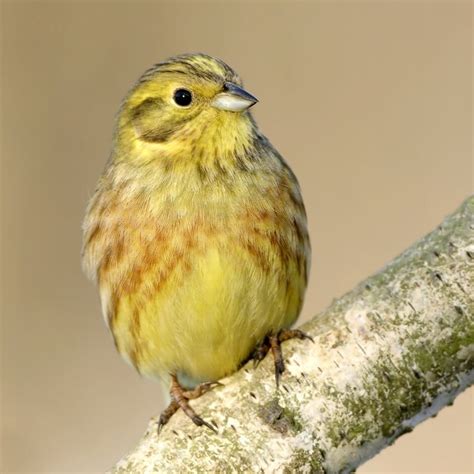 Yellowhammer | Kohab Bird Guide — Kohab