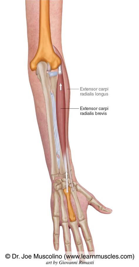 Extensor Carpi Radialis Brevis - Learn Muscles