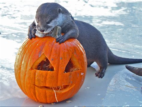 Animals meet pumpkins at Six Flags Discovery Kingdom - Visit Fairfield Blog