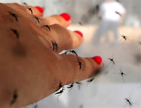 Mosquitoes Really Do Prefer Some People to Others, Say Scientists - Newsweek