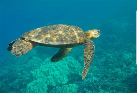 Wonderful to see the Sea Turtles returning to Napili Bay! : r/maui