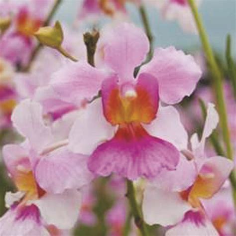 Learn & Earn From Growing Exotic Orchids | Gardens With Purpose