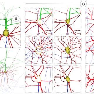 Soma progressive reconstruction. The soma is modeled by a soft body... | Download Scientific Diagram