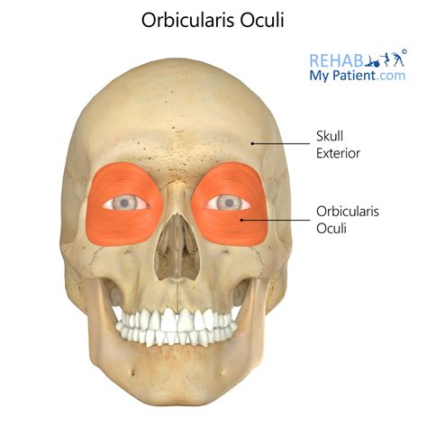 Orbicularis Oculi Muscle Nerve Supply : Orbicularis Oculi Muscle ...