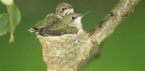 Hummingbird Nests: 7 Fun Facts You Should Know (2022) - Bird Watching HQ