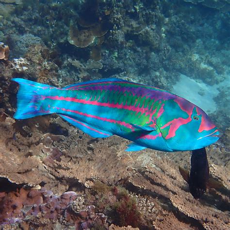 No, it's not a parrotfish! — Norfolk Island's Reef