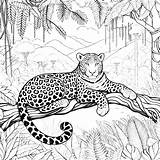 Leopard Coloring Pages 24  Gem sketch template