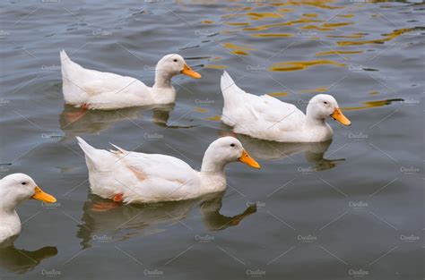 White duck swimming in the lake | High-Quality Animal Stock Photos ...