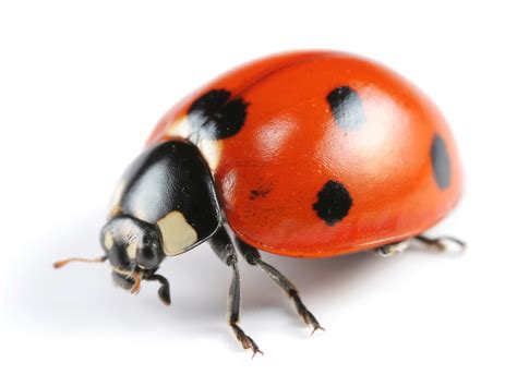 7 Interesting Facts About Lady Bugs | U.S. Pest Protection