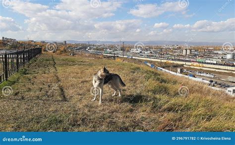 Chita, Russia - September 28, 2023: View from the Height of a Large Railway Junction with Trains ...