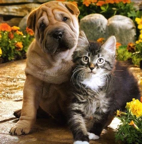 21 best gatitos y perritos tiernos y adorables images on Pinterest ...