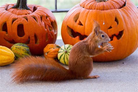 How To Keep Squirrels Away From Pumpkin Plants