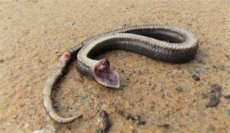 ‘zombie Snake’ Spotted In NC Park (Pictures) - Travel - Nigeria