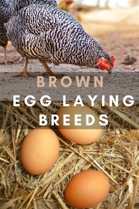 Chickens That Lay Brown Eggs - The Hen's Loft | Brown eggs, Laying hens ...